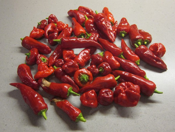 chilli2.jpg